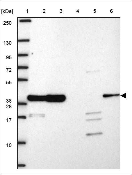 Anti-GTF2H3 Antibody