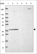 Anti-KIAA1191 Antibody