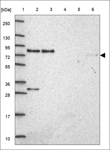 Anti-SAMD1 Antibody