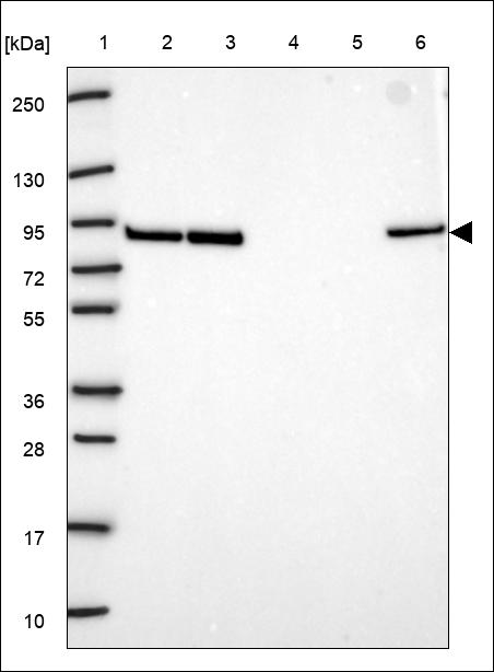 Anti-ZNF251 Antibody