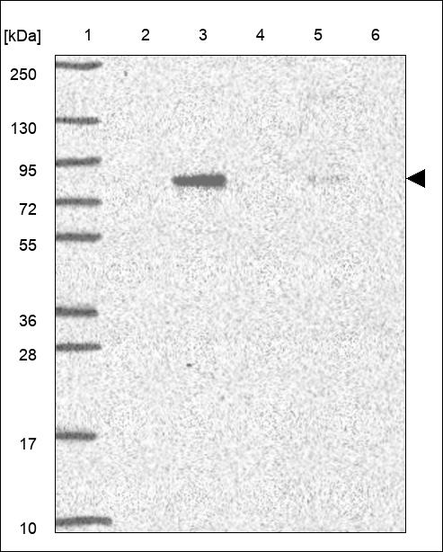 Anti-USP45 Antibody