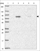 Anti-USP45 Antibody