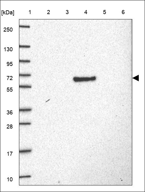 Anti-PABPC1L Antibody