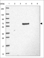 Anti-PABPC1L Antibody