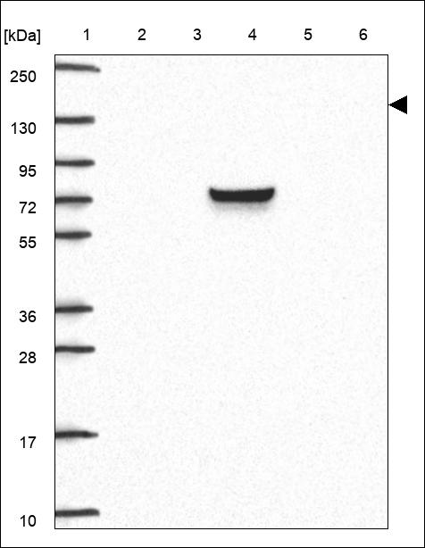 Anti-C5 Antibody