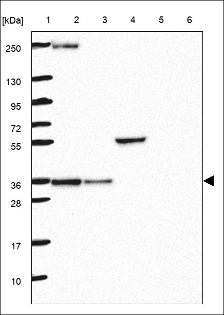 Anti-MRPL44 Antibody