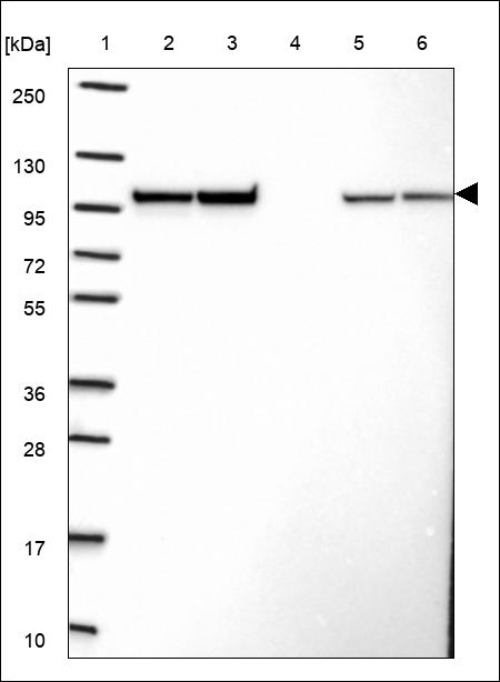Anti-SPG7 Antibody
