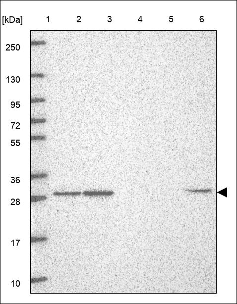 Anti-TSPAN3 Antibody