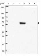 Anti-NUAK1 Antibody