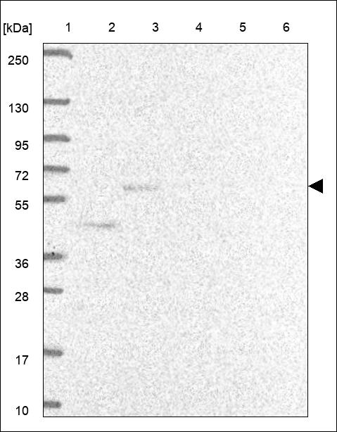 Anti-SLC38A9 Antibody