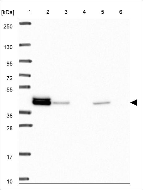 Anti-DNAJA3 Antibody