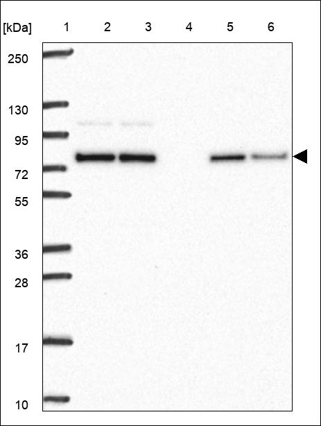 Anti-KLHL2 Antibody