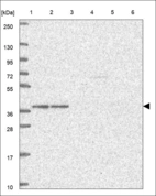 Anti-HMG20B Antibody