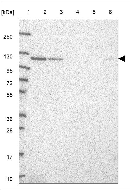 Anti-INTS4 Antibody