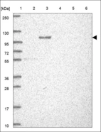 Anti-CEP89 Antibody