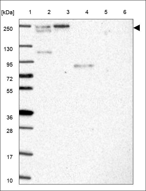 Anti-PHLPP1 Antibody
