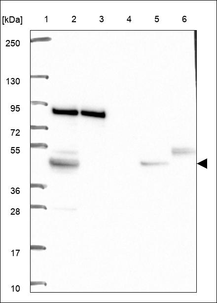Anti-DNAJC21 Antibody