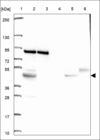 Anti-DNAJC21 Antibody