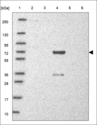 Anti-EML3 Antibody