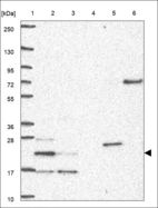 Anti-ARL6IP1 Antibody
