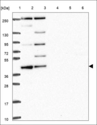 Anti-RASSF7 Antibody