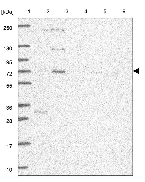 Anti-DHX33 Antibody
