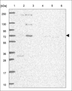 Anti-DHX33 Antibody