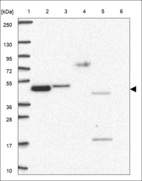 Anti-C3orf38 Antibody