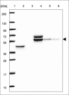 Anti-TUBG1 Antibody