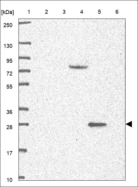 Anti-INSIG1 Antibody