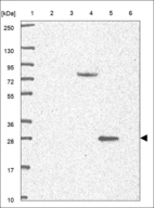 Anti-INSIG1 Antibody