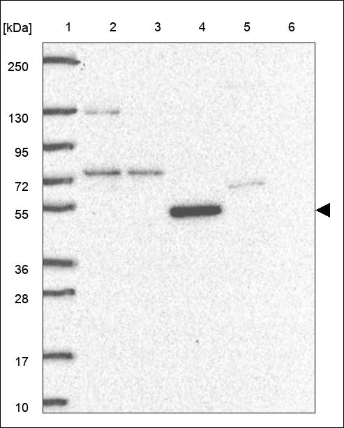 Anti-UBP1 Antibody