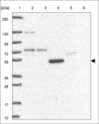 Anti-UBP1 Antibody