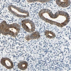 Immunohistochemical staining of human endometrium shows moderate cytoplasmic granular positivity in glandular cells.