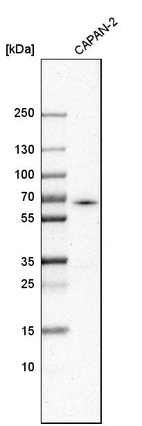 Western blot analysis in human cell line CAPAN-2.