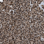 Immunohistochemical staining of human pancreas shows strong nuclear positivity in exocrine glandular cells.