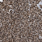 Immunohistochemical staining of human pancreas shows strong nuclear positivity in exocrine glandular cells.