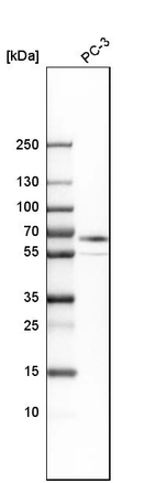 Western blot analysis in human cell line PC-3.