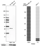 Anti-RAB32 Antibody