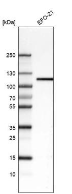Anti-ITGB3 Antibody