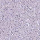 Immunohistochemical staining of human pancreas shows no cytoplasmic positivity in exocrine glandular cells as expected.