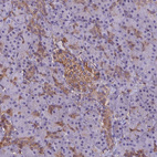 Immunohistochemical staining of human pancreas shows strong membranous positivity in islets of Langerhans.