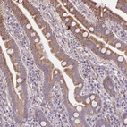 Immunohistochemical staining of human small intestine shows moderate positivity in endoplasmic reticulum/cytoplasm in glandular cells.