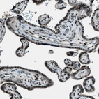 Immunohistochemical staining of human placenta shows strong nuclear positivity in trophoblastic cells.