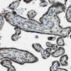 Immunohistochemical staining of human placenta shows strong nuclear positivity in trophoblastic cells.