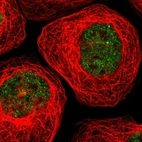 Immunofluorescent staining of human cell line A-431 shows localization to nucleoplasm.