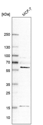 Western blot analysis in human cell line MCF-7.