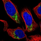 Immunofluorescent staining of human cell line U-2 OS shows localization to mitochondria.