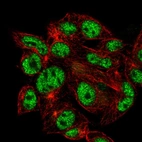 Immunofluorescent staining of human cell line Hep G2 shows localization to nucleoplasm.