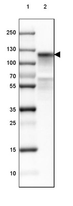 Lane 1: Marker [kDa] 250, 130, 100, 70, 55, 35, 25, 15, 10_br/_Lane 2: Human Kidney tissue